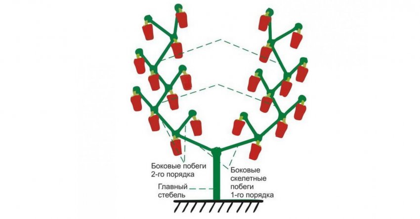 Формування в два стебла