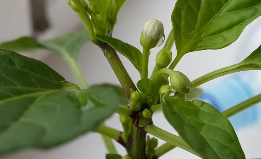 Формування перцю