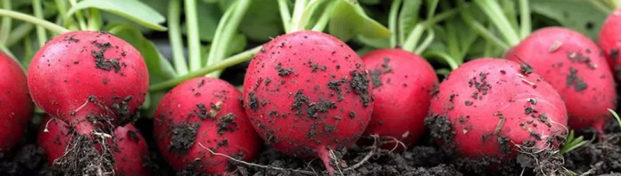 можно ли вырастить редис в июле. Смотреть фото можно ли вырастить редис в июле. Смотреть картинку можно ли вырастить редис в июле. Картинка про можно ли вырастить редис в июле. Фото можно ли вырастить редис в июле