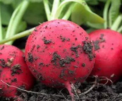 Особливості вирощування та догляду за редисом в липні