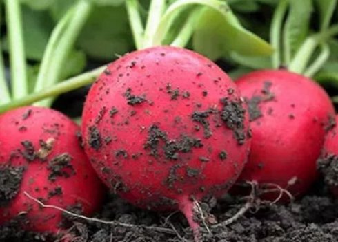 Особливості вирощування та догляду за редисом в липні