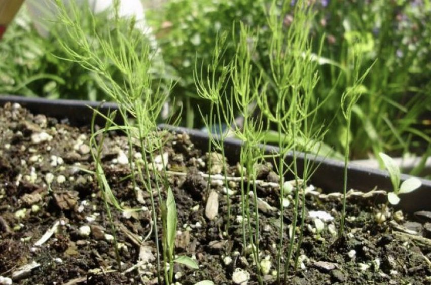 Розсада білої спаржі Розсада білої спаржі