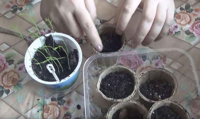 Пікіровка розсади Пікіровка розсади