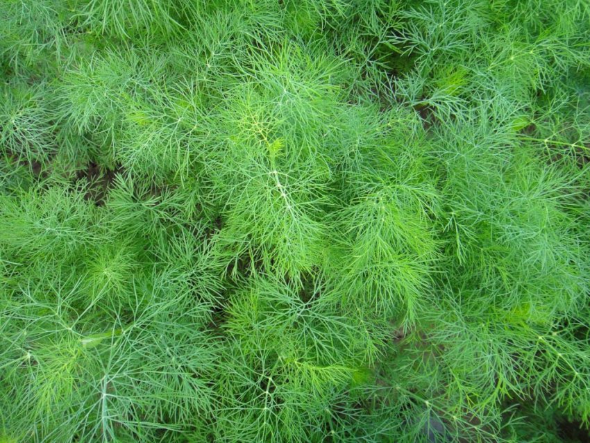 Кріп ялинка