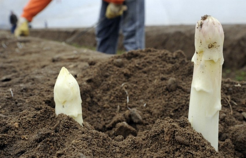 Біла спаржа Біла спаржа