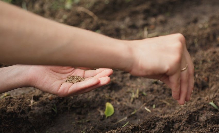 Строки сівби кропу