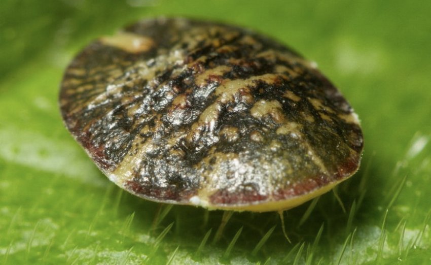 Щитівка Щитівка