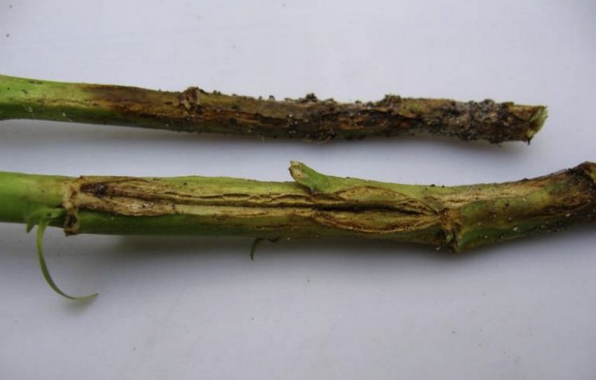 Фомоз Фомоз