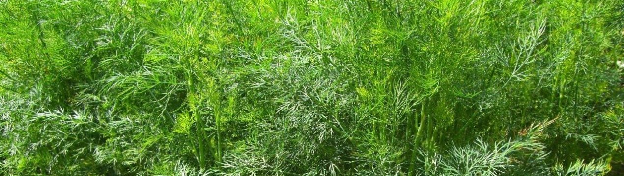 Як посадити і доглядати за кущовим кропом?