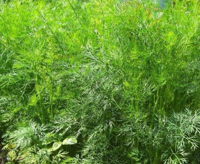 Як посадити і доглядати за кущовим кропом?