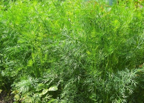 Як посадити і доглядати за кущовим кропом?
