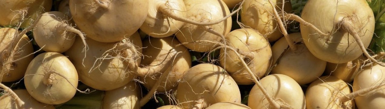 Як і де краще зберігати ріпу в домашніх умовах взимку