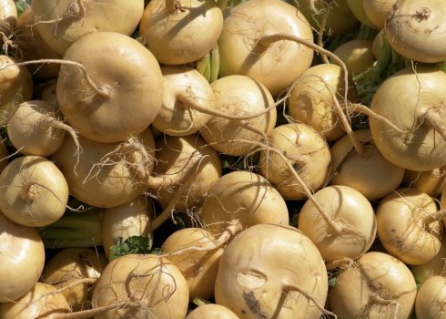 Як і де краще зберігати ріпу в домашніх умовах взимку