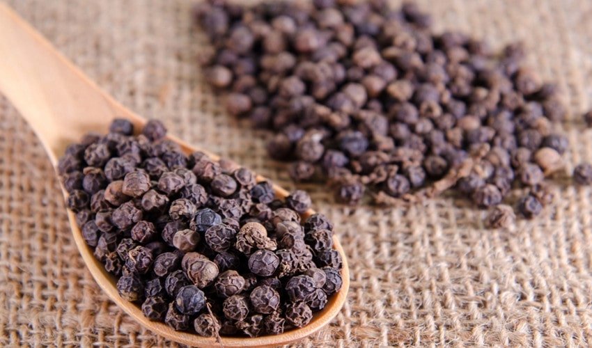 Вирощування чорного перцю Вирощування чорного перцю