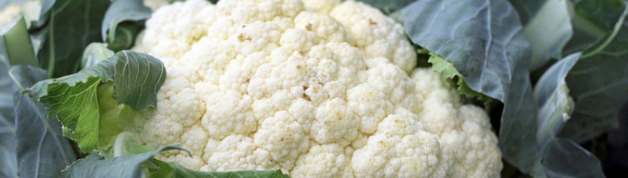 Користь і шкода цвітної капусти для здоров'я