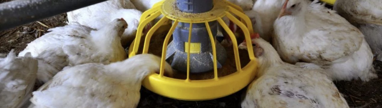 Комбікорм для бройлерів: приготування своїми руками, правила відгодівлі