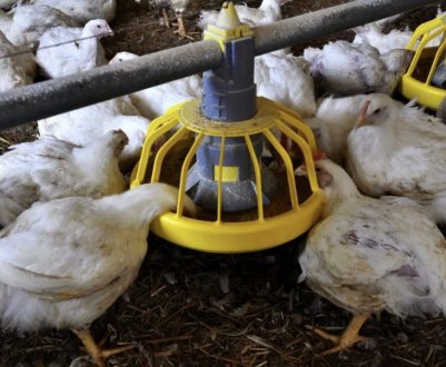 Комбікорм для бройлерів: приготування своїми руками, правила відгодівлі