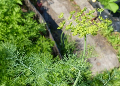 Що робити, якщо кріп погано росте