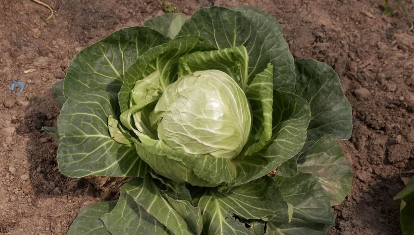 Капуста Московська пізня Капуста Московська пізня