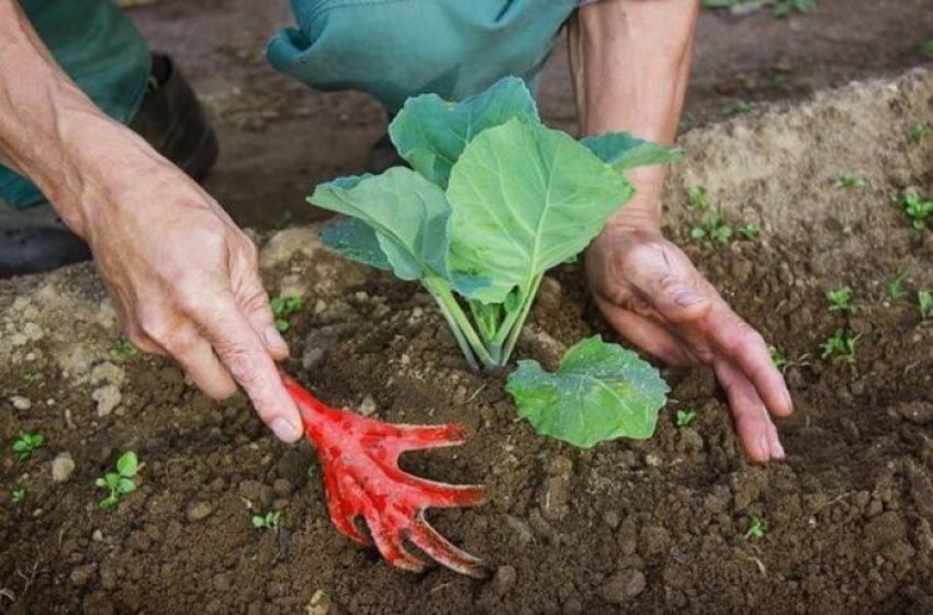 Розпушування і прополка Розпушування і прополка