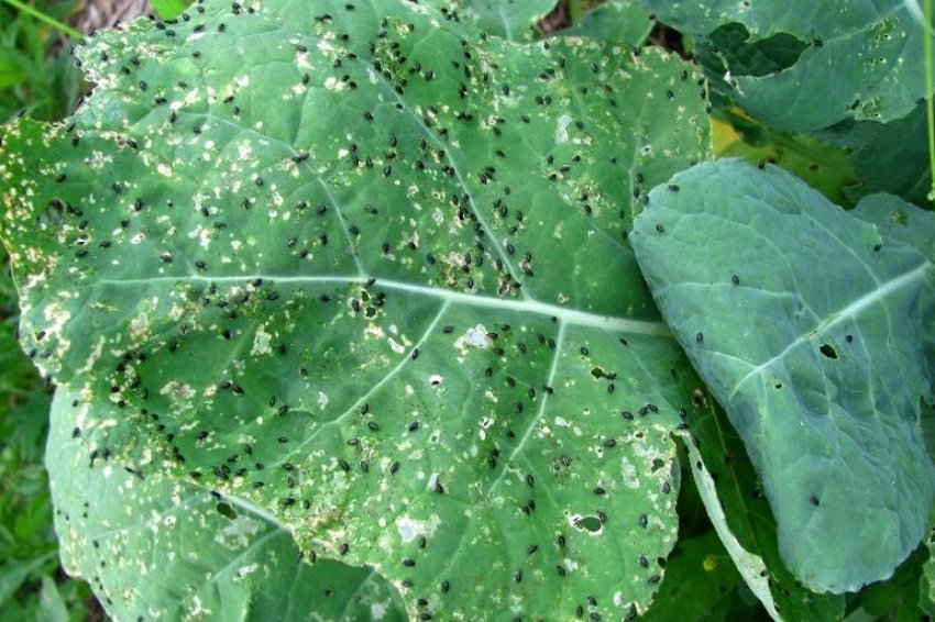 Хрестоцвіті блішки Хрестоцвіті блішки