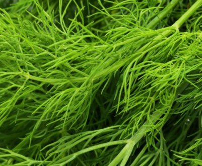 Сорти на зелень кропу без парасольок