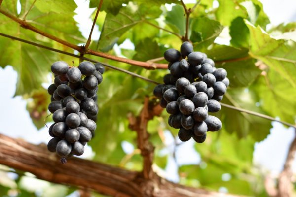Сорт винограда Гала — описание характеристика
