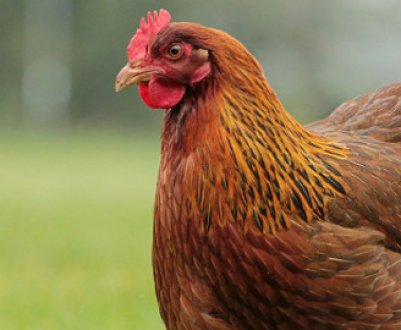 Як легко, швидко і правильно обскубти курку в домашніх умовах