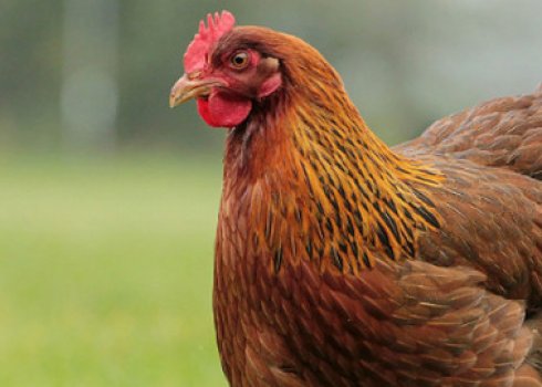 Як легко, швидко і правильно обскубти курку в домашніх умовах