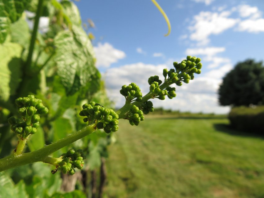 Полив і добриво