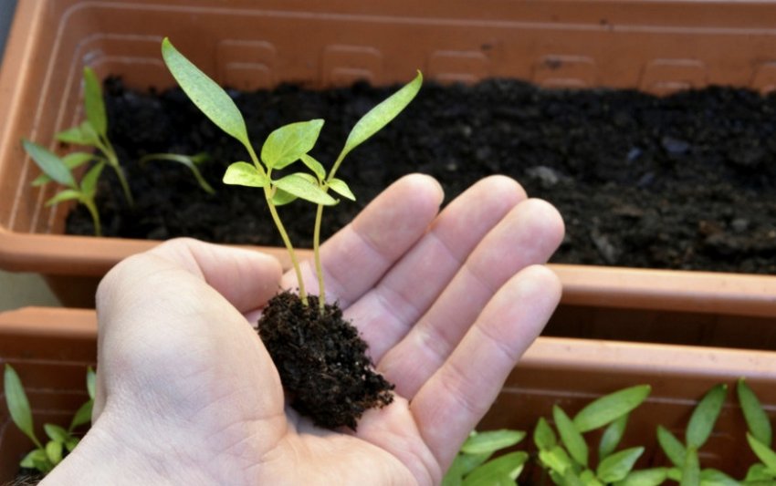 Пікіровка перцю Пікіровка перцю