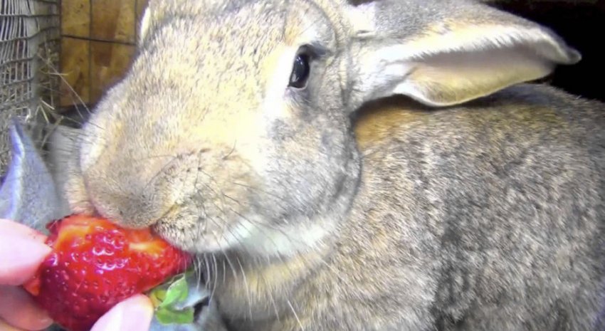 Крольчиха кушает клубнику