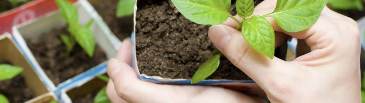 Чим і як правильно підживити розсаду перцю