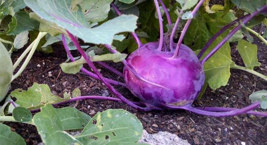 Капуста кольрабі Капуста кольрабі