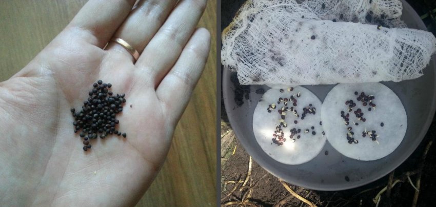 Підготовка насіння Підготовка насіння