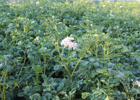 Надо ли срезать ботву у картофеля