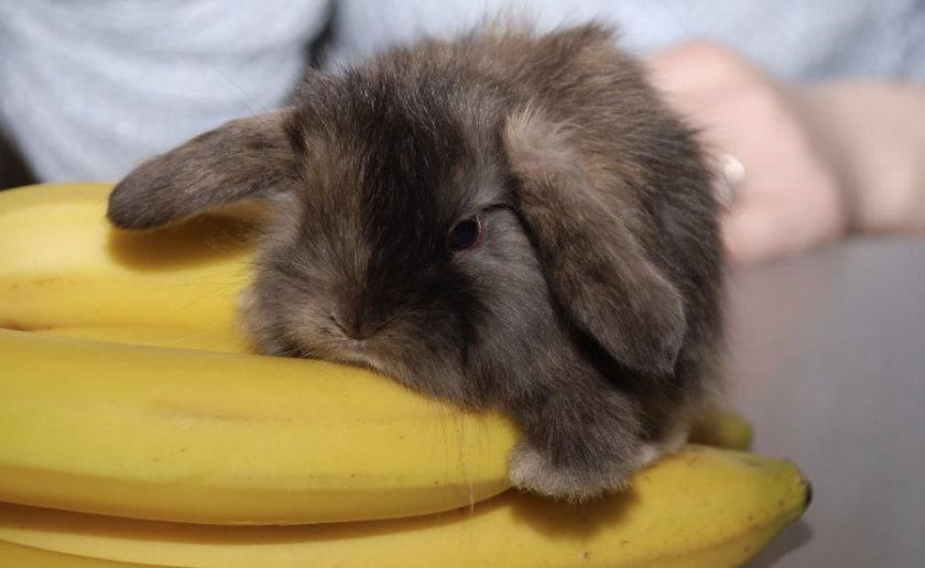 Кролик и бананы