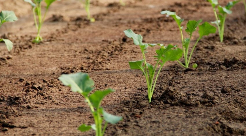 Висадка в грунт Висадка в грунт