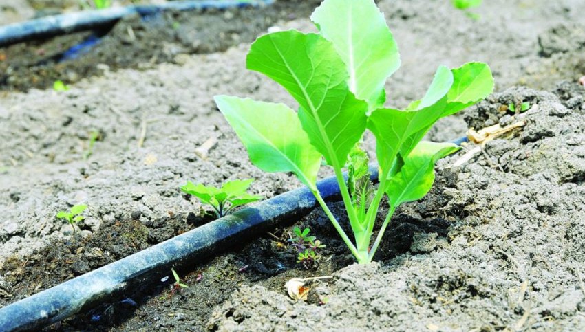 Крапельний полив Крапельний полив