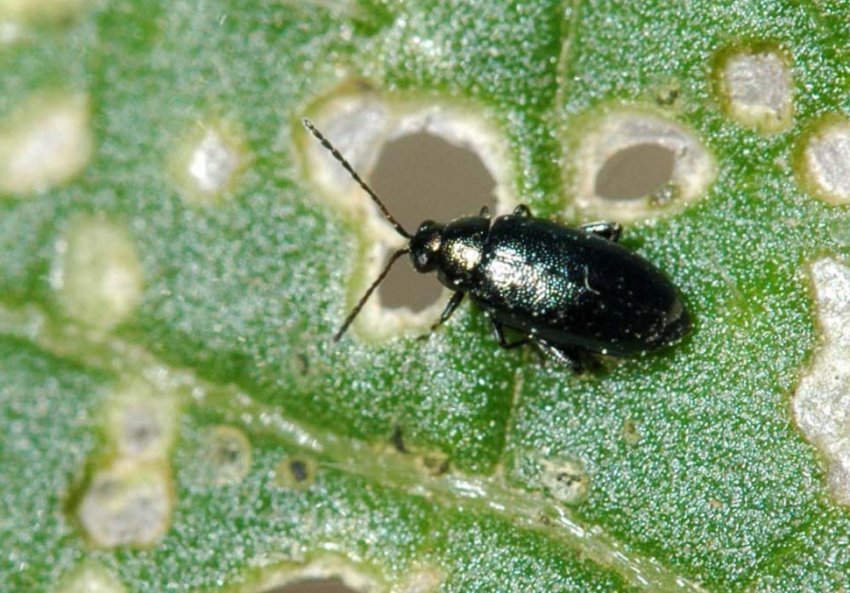 Хрестоцвіті блішки Хрестоцвіті блішки