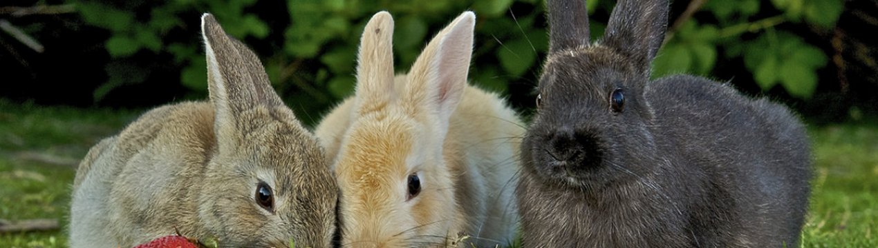 Чем нельзя кормить кроликов в домашних условиях