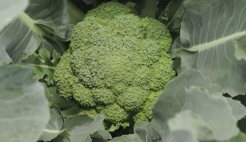 Брокколі Брокколі