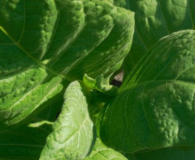 Особливості вирощування тютюну