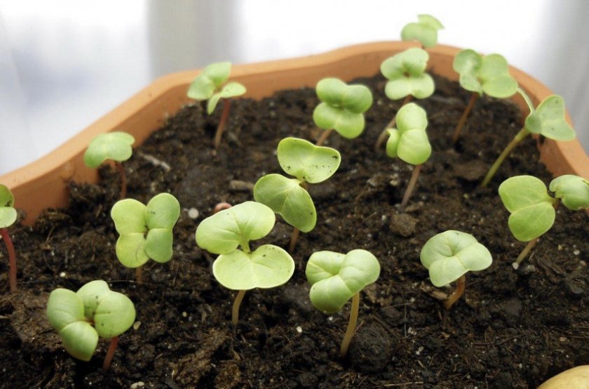 Как в домашних условиях выращивать редиску в?