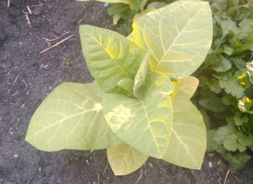 Тютюн Трапезонд 92 Тютюн Трапезонд 92