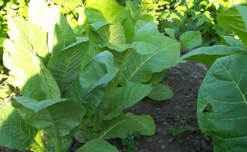 Тютюн Кентуккі Барле Тютюн Кентуккі Барле