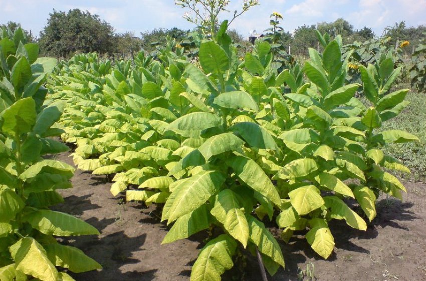 Выращивание табака