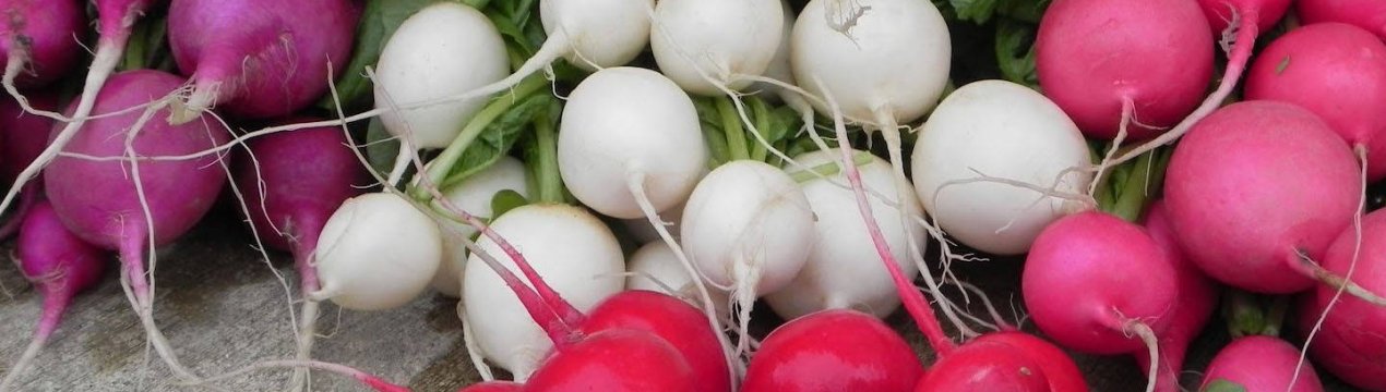 Кращі сорти редиски та їх характеристика