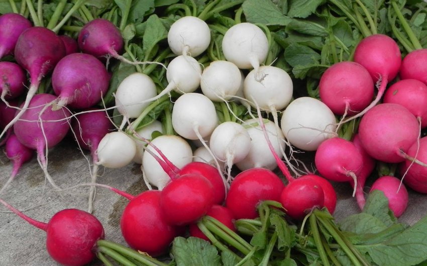 Кращі сорти редиски