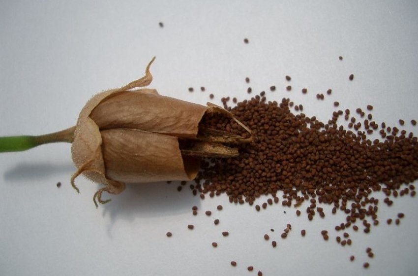 Насіння тютюну Насіння тютюну